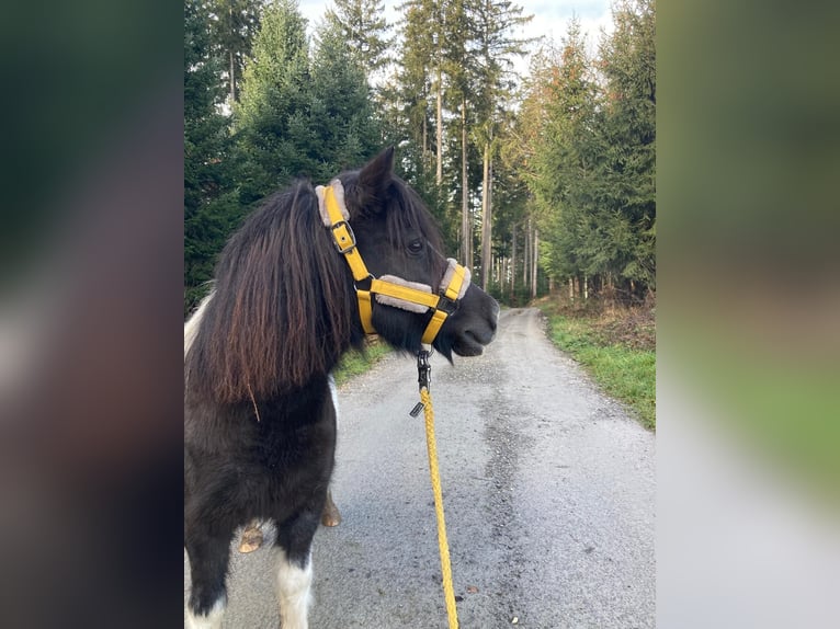 Shetland Ponys Stute 10 Jahre 105 cm Schecke in Murrhardt