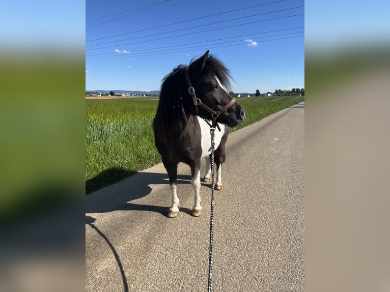 Shetland Ponys Stute 10 Jahre 105 cm Schecke in Murrhardt