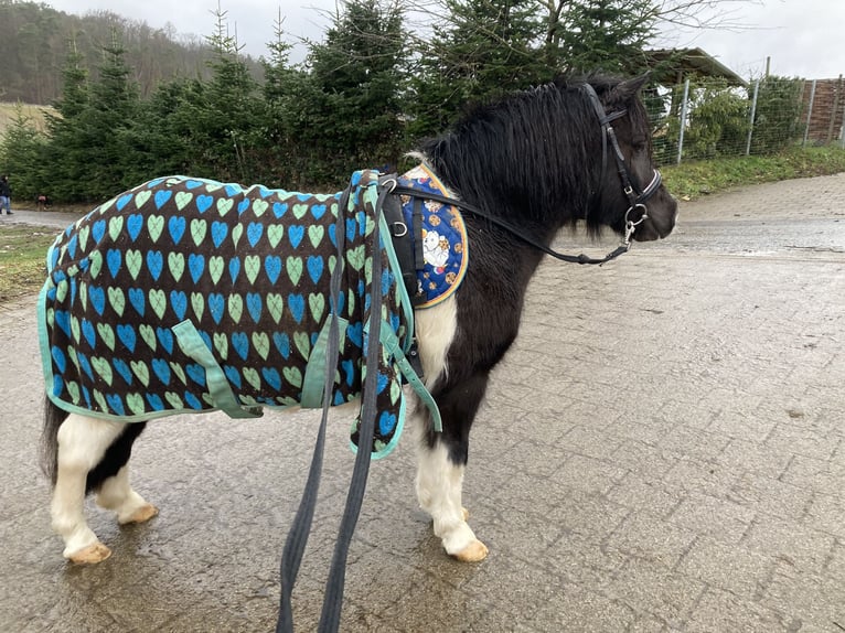 Shetland Ponys Stute 10 Jahre 105 cm Schecke in Murrhardt