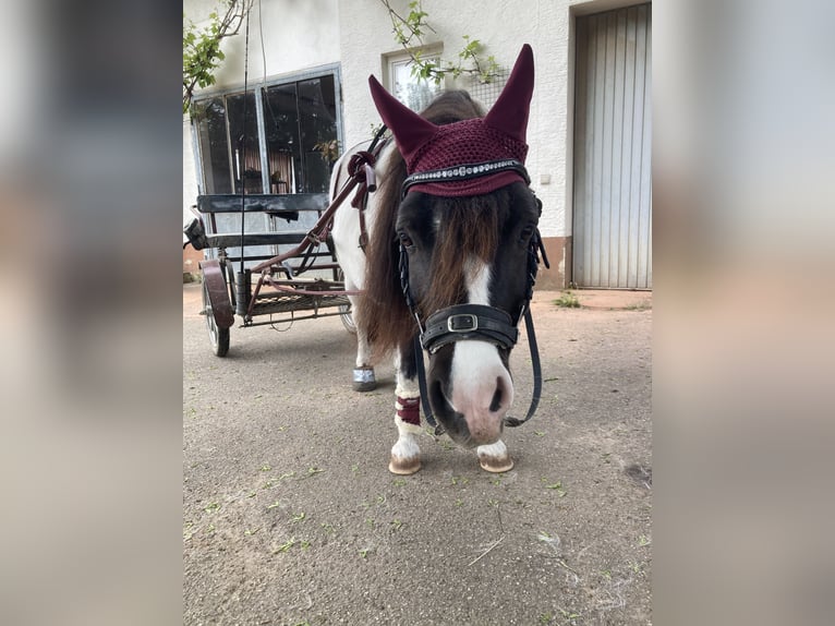 Shetland Ponys Stute 10 Jahre 105 cm Schecke in Murrhardt