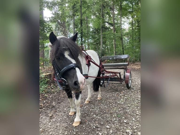 Shetland Ponys Stute 10 Jahre 105 cm Schecke in Murrhardt