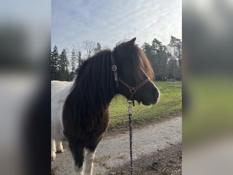 Shetland Ponys Stute 10 Jahre 105 cm Schecke in Murrhardt