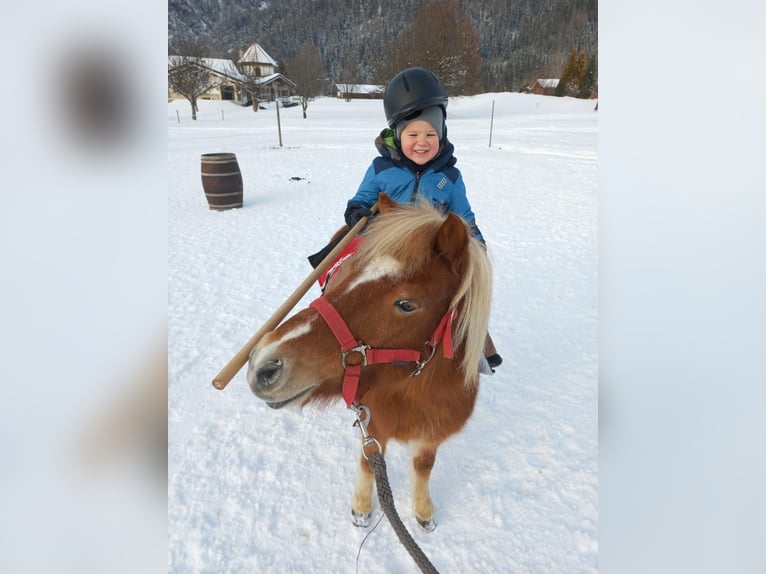 Shetland Ponys Stute 10 Jahre 107 cm Fuchs in Erpfendorf