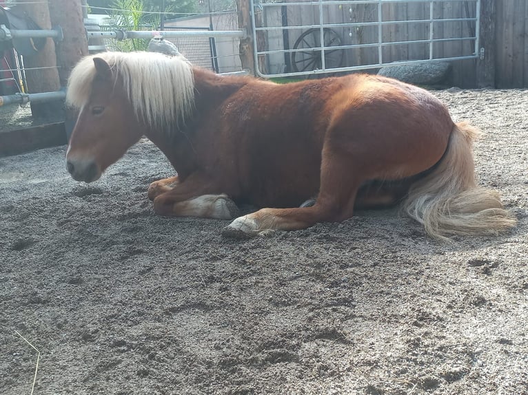 Shetland Ponys Stute 10 Jahre 107 cm Fuchs in Erpfendorf