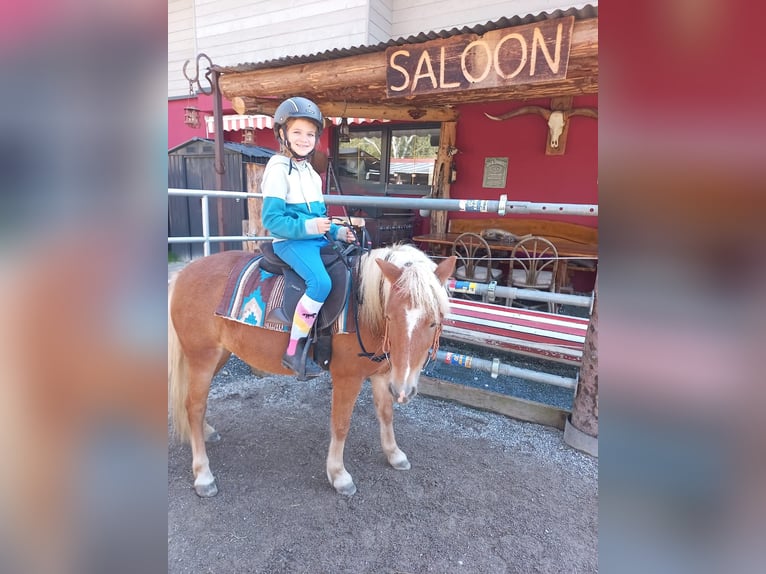 Shetland Ponys Stute 10 Jahre 107 cm Fuchs in Erpfendorf