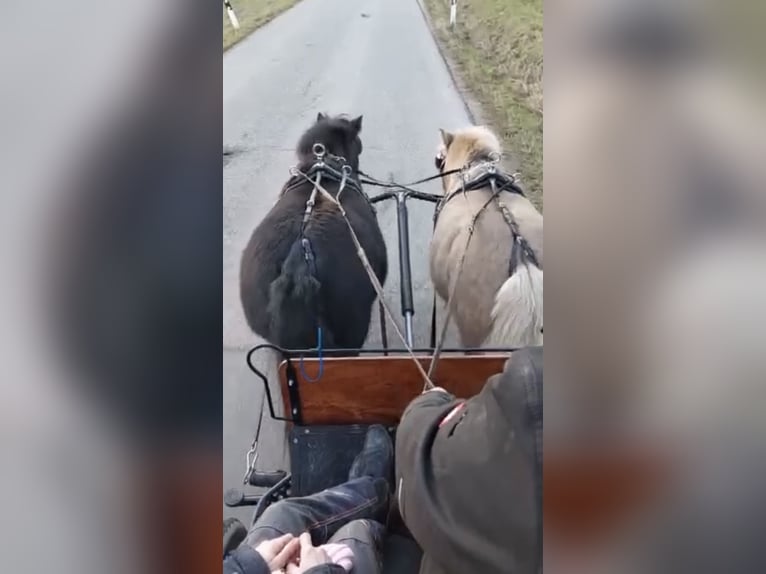 Shetland Ponys Stute 10 Jahre 110 cm Rappe in F&#xFC;rstenzell