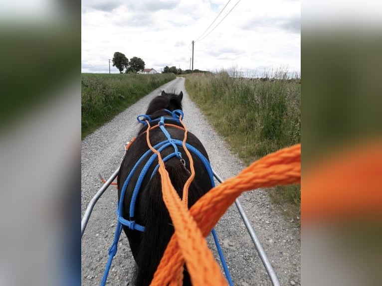 Shetland Ponys Stute 10 Jahre 110 cm Rappe in F&#xFC;rstenzell
