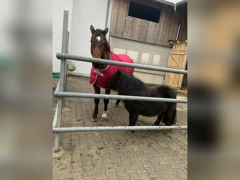 Shetland Ponys Stute 10 Jahre 110 cm Rappe in F&#xFC;rstenzell