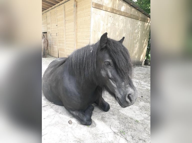 Shetland Ponys Stute 10 Jahre 110 cm Rappe in F&#xFC;rstenzell