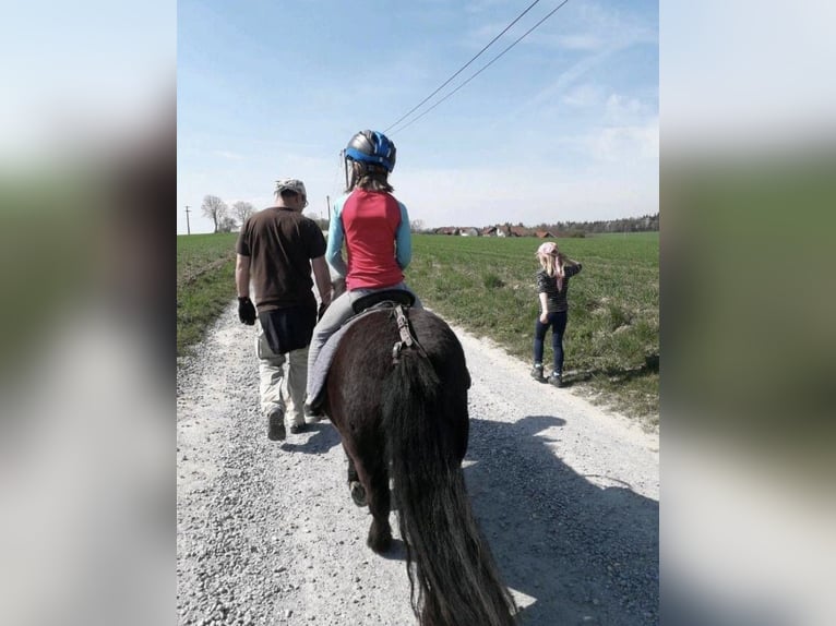 Shetland Ponys Stute 10 Jahre 110 cm Rappe in F&#xFC;rstenzell