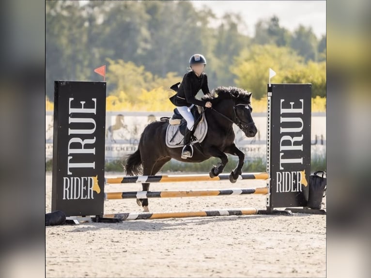 Shetland Ponys Stute 10 Jahre 130 cm Rappe in Kaleń-Towarzystwo