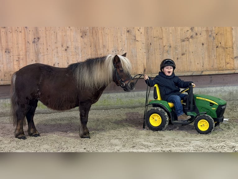 Shetland Ponys Stute 10 Jahre 80 cm Dunkelfuchs in Riedlingen