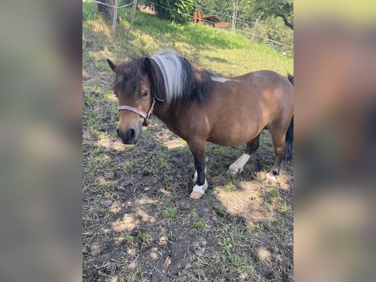 Shetland Ponys Stute 10 Jahre 84 cm in Hermagor