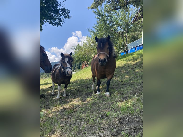 Shetland Ponys Stute 10 Jahre 84 cm in Hermagor