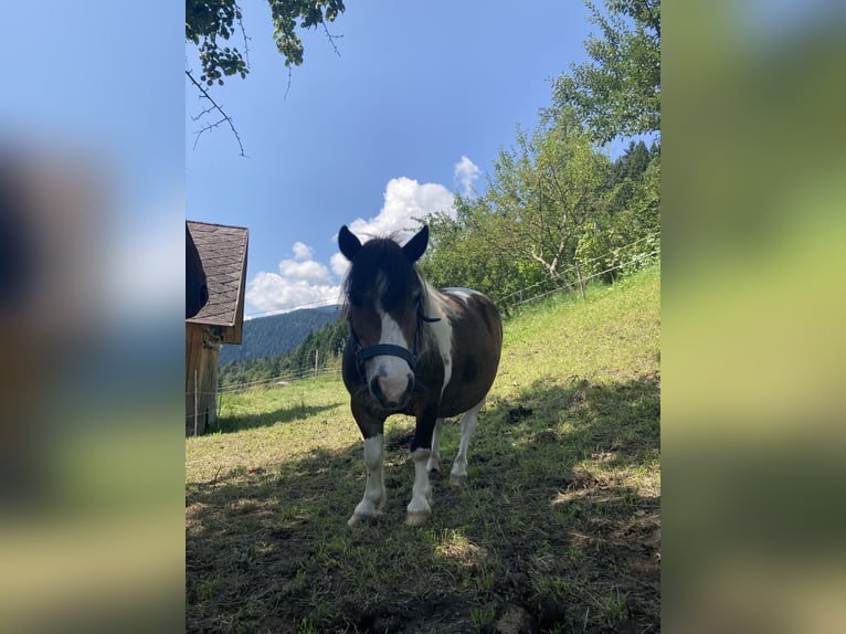 Shetland Ponys Stute 10 Jahre 84 cm in Hermagor