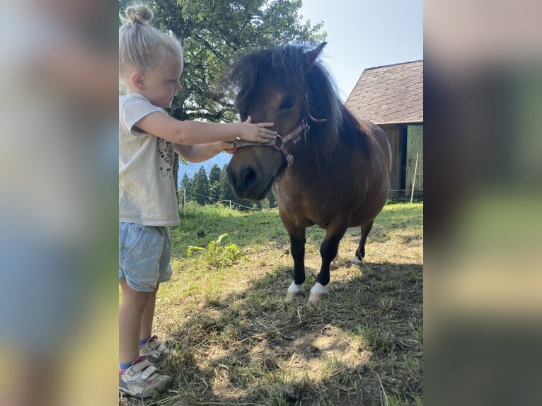 Shetland Ponys Stute 10 Jahre 84 cm in Hermagor