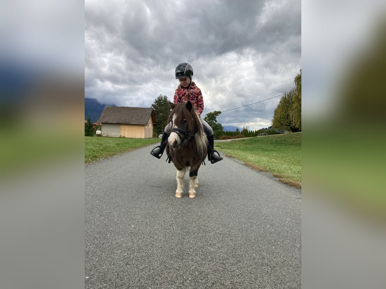 Shetland Ponys Stute 10 Jahre 84 cm in Hermagor