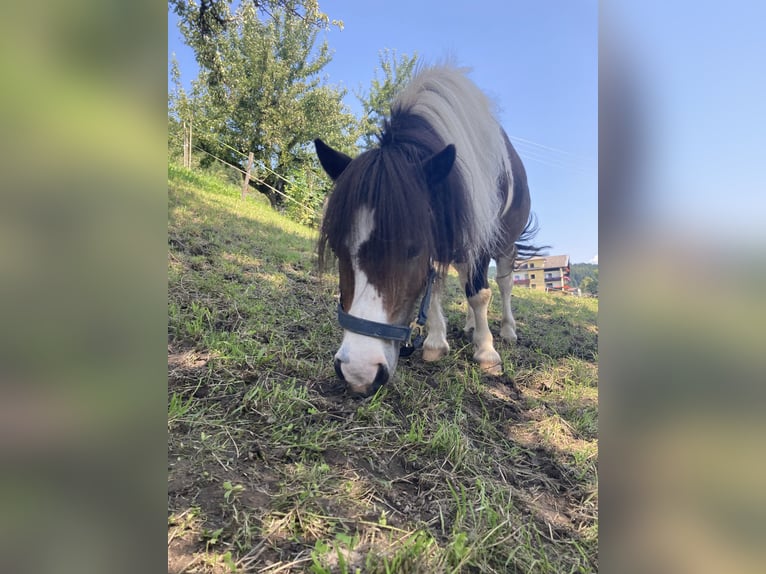 Shetland Ponys Stute 10 Jahre 84 cm in Hermagor