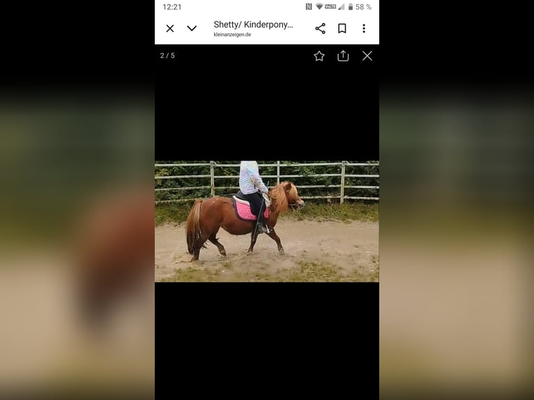 Shetland Ponys Stute 10 Jahre 91 cm Fuchs in Hahnenknoop