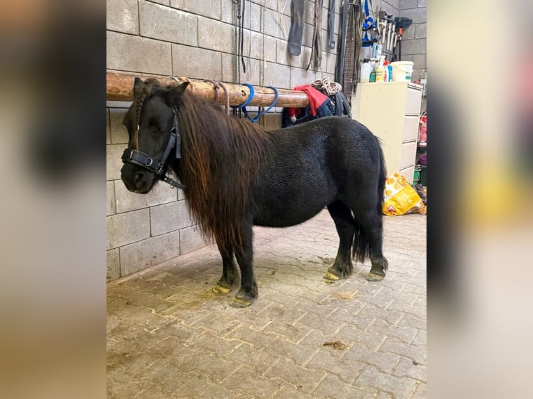 Shetland Ponys Stute 10 Jahre 96 cm Rappe in Daleiden