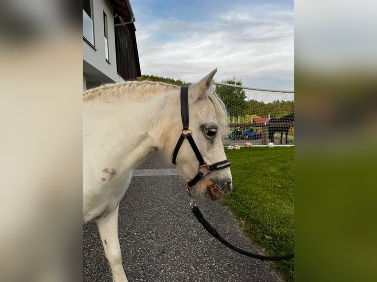 Shetland Ponys Stute 10 Jahre 98 cm Schimmel in Lasberg