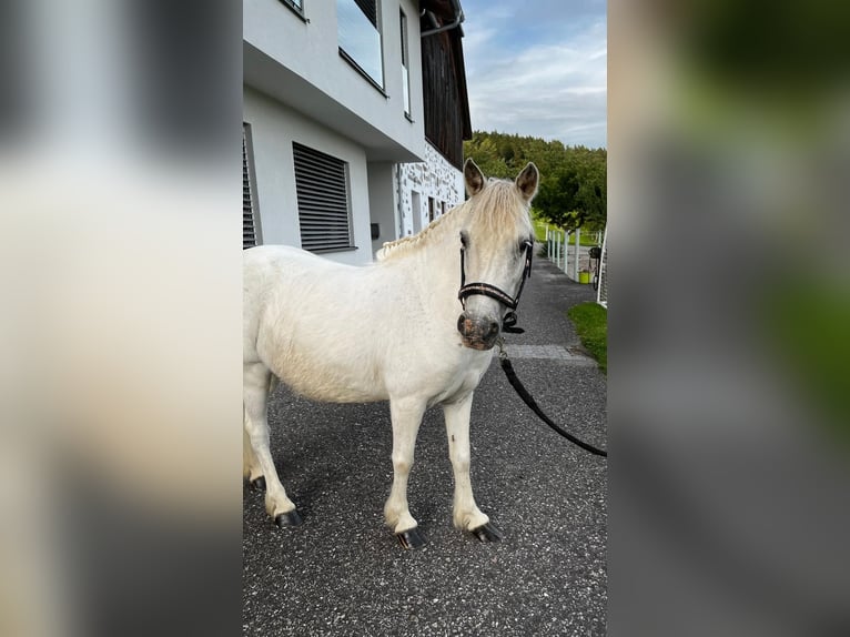 Shetland Ponys Stute 10 Jahre 98 cm Schimmel in Lasberg