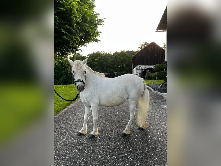 Shetland Ponys Stute 10 Jahre 98 cm Schimmel in Lasberg