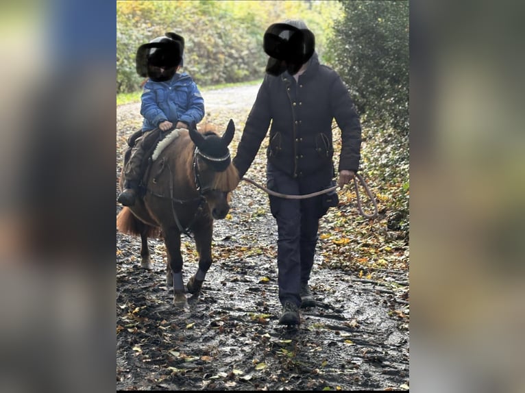 Shetland Ponys Stute 11 Jahre 100 cm Fuchs in Rastede