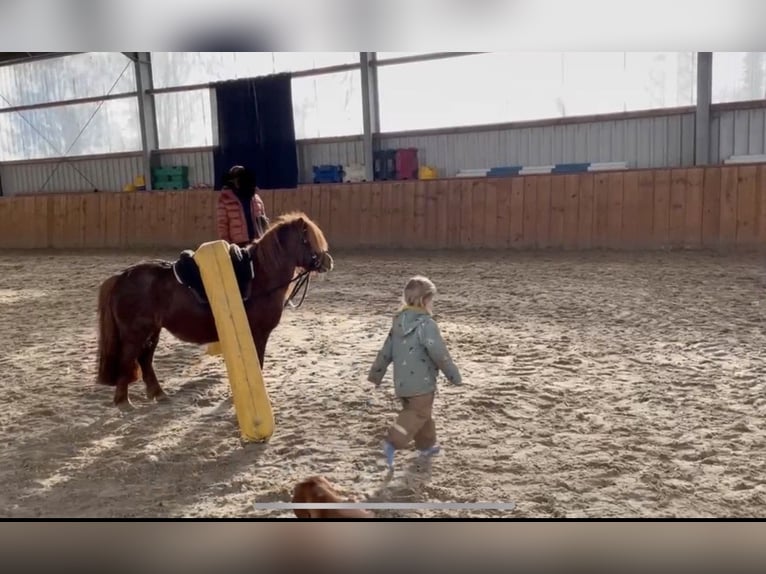 Shetland Ponys Stute 11 Jahre 100 cm Fuchs in Rastede