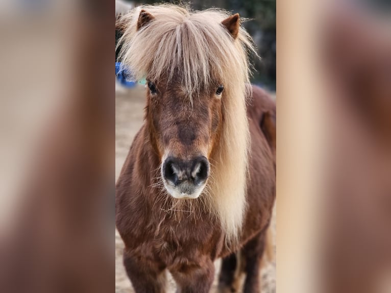 Shetland Ponys Stute 11 Jahre 100 cm Fuchs in Schwarmstedt