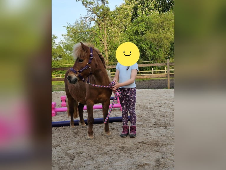 Shetland Ponys Stute 11 Jahre 100 cm Fuchs in Schwarmstedt