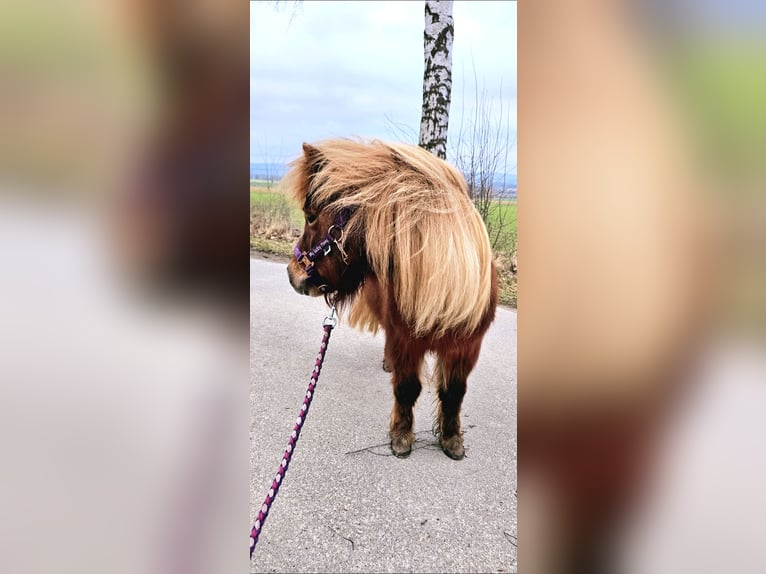 Shetland Ponys Stute 11 Jahre 100 cm Fuchs in Schwarmstedt