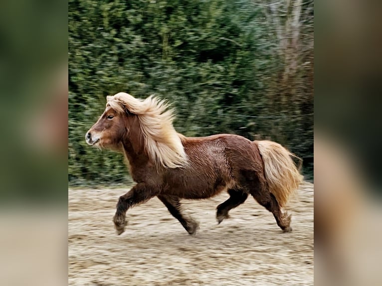 Shetland Ponys Stute 11 Jahre 100 cm Fuchs in Schwarmstedt