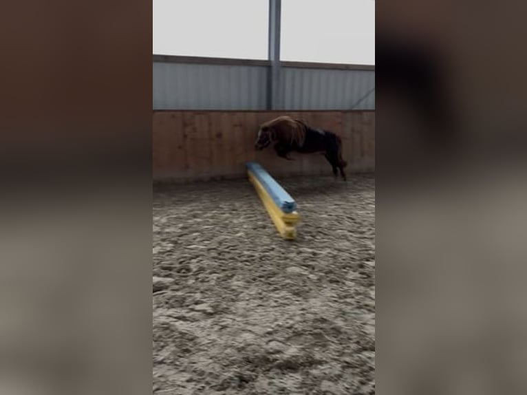 Shetland Ponys Stute 11 Jahre 100 cm Fuchs in Rastede