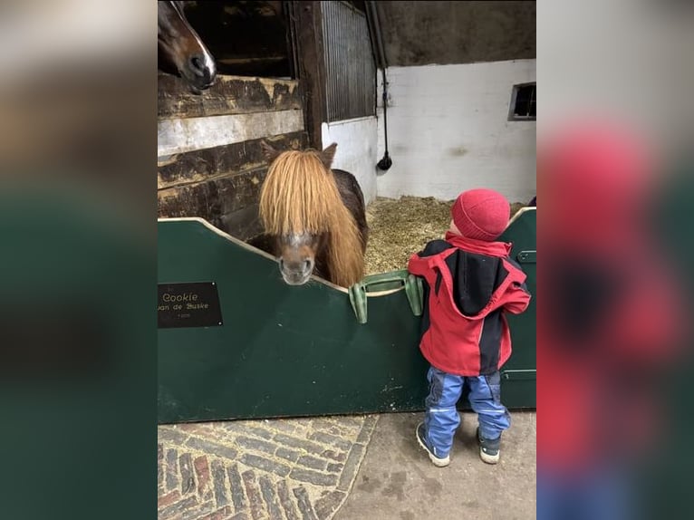 Shetland Ponys Stute 11 Jahre 100 cm Fuchs in Rastede
