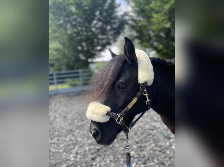 Shetland Ponys Stute 11 Jahre 100 cm Rappe in Mainburg