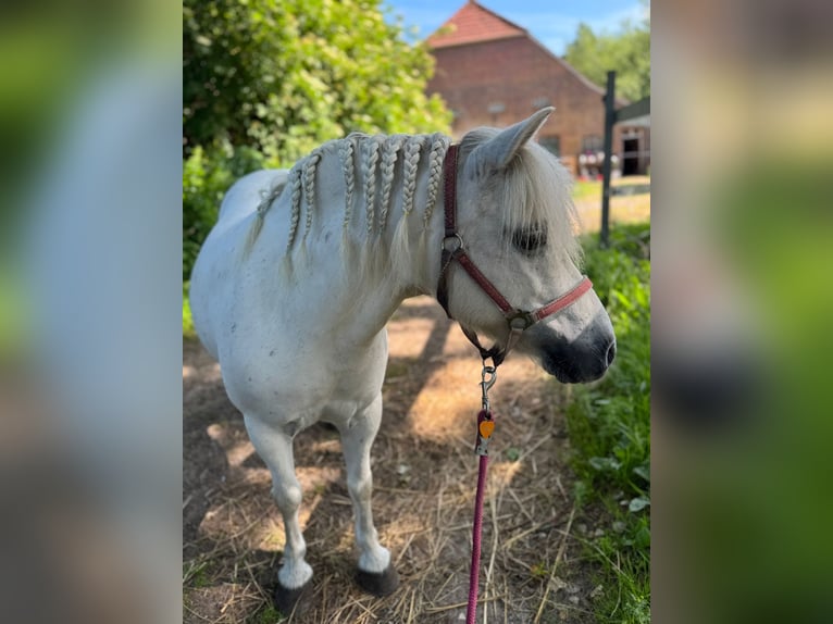 Shetland Ponys Stute 11 Jahre 105 cm Schimmel in Aurich