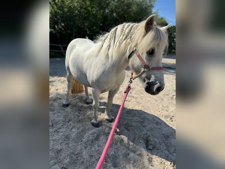 Shetland Ponys Stute 11 Jahre 105 cm Schimmel in Aurich