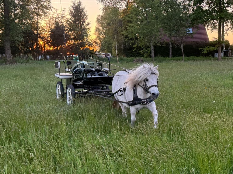 Shetland Ponys Stute 11 Jahre 105 cm Schimmel in Aurich