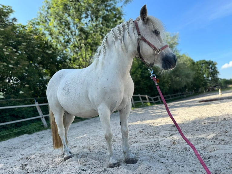 Shetland Ponys Stute 11 Jahre 105 cm Schimmel in Aurich