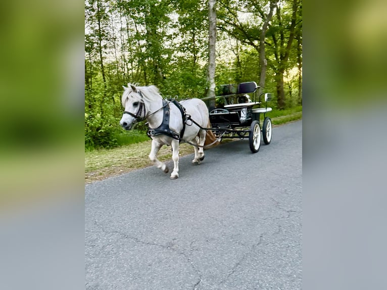 Shetland Ponys Stute 11 Jahre 105 cm Schimmel in Aurich