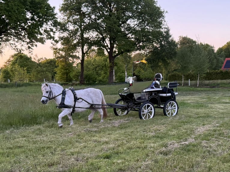 Shetland Ponys Stute 11 Jahre 105 cm Schimmel in Aurich