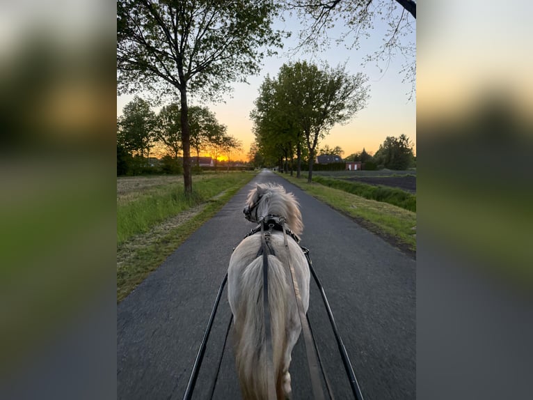 Shetland Ponys Stute 11 Jahre 105 cm Schimmel in Aurich