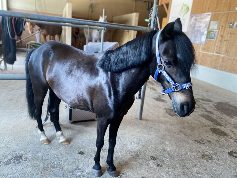 Shetland Ponys Mix Stute 11 Jahre 110 cm Rappe in Rinn