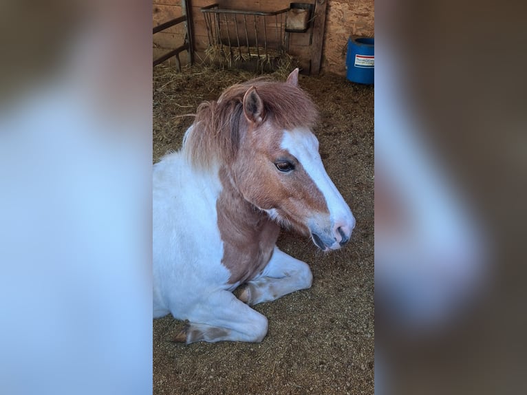 Shetland Ponys Stute 11 Jahre 112 cm Schecke in Meinerzhagen