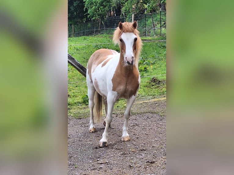 Shetland Ponys Stute 11 Jahre 112 cm Schecke in Meinerzhagen