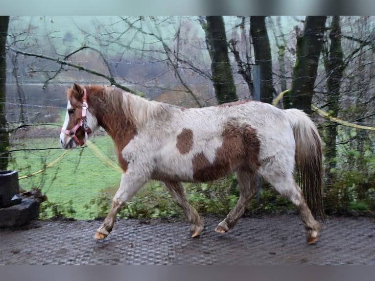 Shetland Ponys Stute 11 Jahre 112 cm Schecke in Meinerzhagen