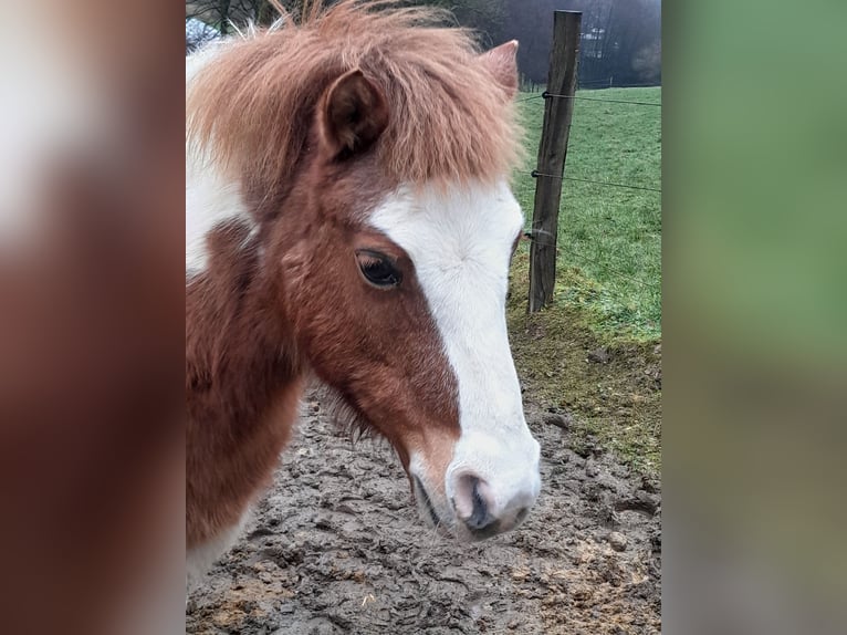 Shetland Ponys Stute 11 Jahre 112 cm Schecke in Meinerzhagen