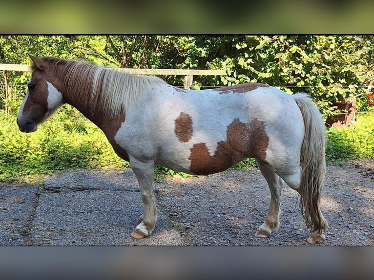 Shetland Ponys Stute 11 Jahre 112 cm Schecke in Meinerzhagen