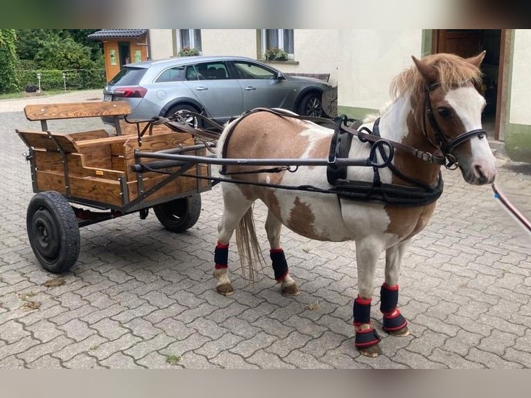 Shetland Ponys Stute 11 Jahre 112 cm Schecke in Meinerzhagen